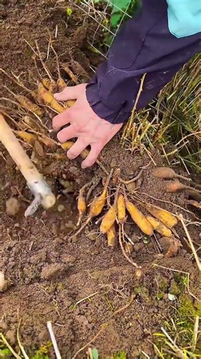 Master the Art of Yam Digging: Tips & Tricks for Success