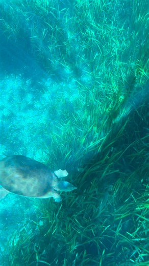 🐢 #turtle #softshell #florida #underwater #wildlife | Wet Rabbit Kayaks