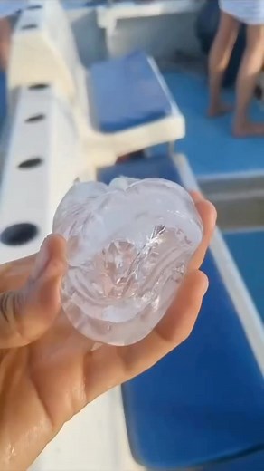 18K views · 247 reactions | Meet the Salp: Nature’s Jet Propelled...