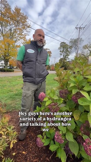 We’ve tackled how to prune your Hydrangea Paniculata in a previous video, but what about your Hydrangea Macrophylla? 🌺 Hopefully this helps clear up when and how to prune your bushes to ensure they look beautiful next season. Have any other bushes/plants you have questions about? Let us know! 🌳 | Landmarc Landscape & Irrigation Contractors