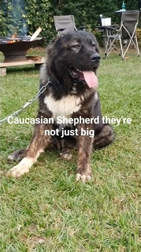 Inside the Secret Lives of Kenya's Gentle Giant Dogs