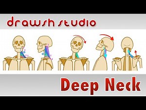 The Deep Neck Muscles