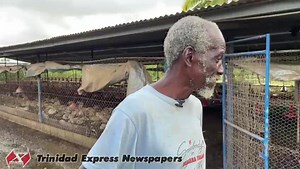 CHICKENS DROWN Farmer Neil Douglas explains what occurred when thousands of livestock perished at a chicken farm at South Oropouche, Barrackpore, on Monday morning. Douglas said he tried to save as many full-grown chickens as he could, but to no avail. Flood waters submerged the farm drowning most of the livestock. Express chief photographer Dexter Philip visited the farm on Tuesday and captured this footage. | Trinidad Express Newspapers