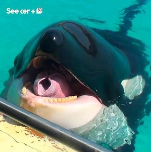 This orca was just filmed imitating human speech. | Seeker Media