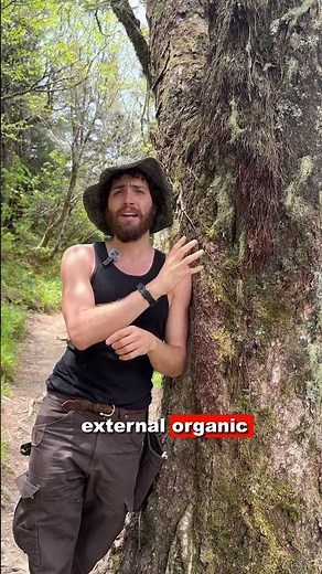 Adventitious Roots