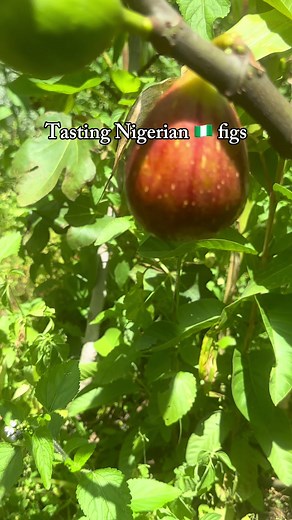 Harvesting Delicious Figs: Tips and Techniques