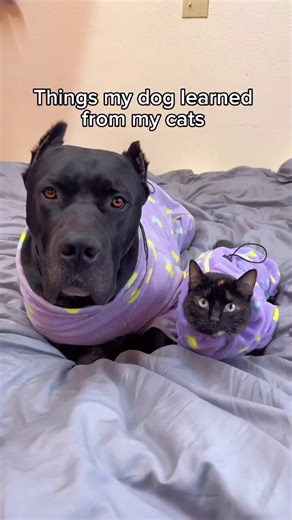 Classic example of Cat Software in Dog Hardware😻🐶 😅