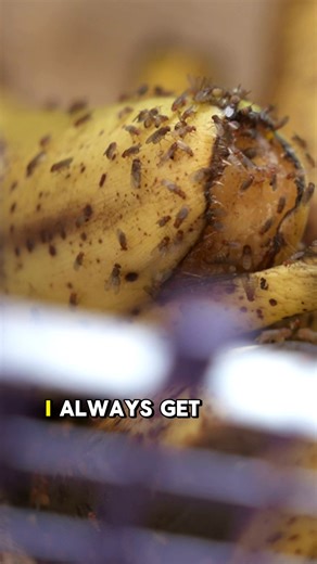 🔎 Have lots of NASTY, annoying fruit flies buzzing around at home? ⛔ Here’s a new and EASY way to wipe out fruit flies – ALL of them! 💪😄 Introducing BugMD No Buzz Zone: a sleek, plug-in device that lures fruit flies with irresistible honey and UV light into a super-sticky trap! Plug BugMD No Buzz Zone in any standard outlet and it get to work right away. No swatting, no spraying harsh chemicals, and no ugly fly traps needed! BugMD No Buzz Zone: ✅ Sleek Design Hides Dead Fruit Flies ✅ Traps Fr