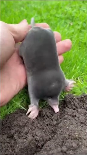 Super fast mole!
