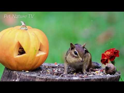 WEEKEND CAT TV😻 Calm Down By Playing With Squirrels & Birds In Nature🐿🦜 Best TV For Cat To Entertain