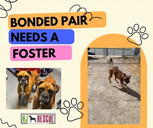 PUPDATE: Safe in foster Foster Needed (Male and Female). Owner-surrendered and in need of help — this sweet bonded pair of 6-year-old Boxers was recently brought to the shelter due to family issues. They’ve lived a good life, were well cared for, and it shows. Sometimes life changes unexpectedly, and now they need us. These two are housetrained, dog-friendly, and wonderful with kids. The shelter is full, and we’re hoping to get them out as soon as possible — especially with the holidays approach