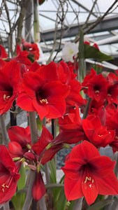 Amaryllis Rapido is all about drama ✨ Big, deep red blooms, super bold and eye-catching. It grows fast, blooms strong, and instantly makes any space feel festive and cozy. Perfect if you want something WOW without too much effort. ✅Order high quality amaryllis bulbs on amarylia.com #amaryllis #amaryllisflower #amaryllisbulb #amaryllislover #hippeastrum hippeastrumflower amarylis amarilis | Amarylia - Amaryllis Bulbs from Holland