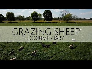 How To Graze Sheep - Documentary