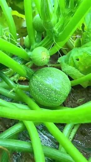 Deep greenery lines the field paths; the laughter of childhood still lingers. Though the