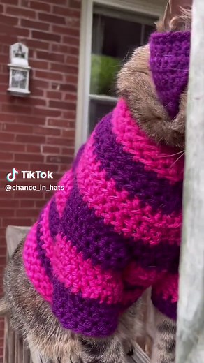 Chance in Hats on TikTok