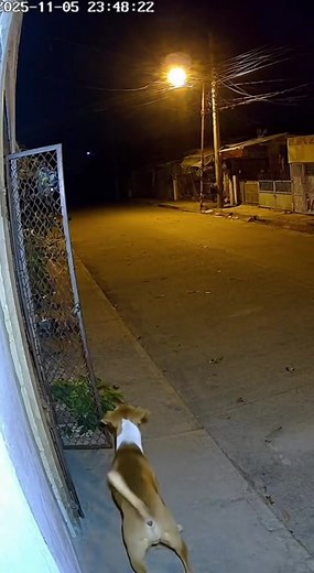 Hala tahol ng tahol yung aso ano kaya ang kanyang makikita #millionviewsimreels #viewersfriendsfollowersnonfollowers #reelsvideoシ #reelsviralシ #millionviews2025 #reelsviralシfb #viralreels #viewersreels #millionviewsreels #reelsfypシ | Eddie Lentejas