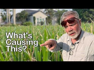 This Is Infecting 10 Lawns in My Neighborhood - What Is It? // Lawn Detective