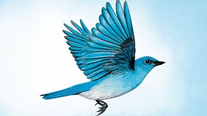 Wingspan - Official PlayStation Release Date Reveal Trailer