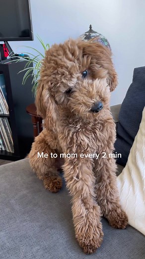 Mini Goldendoodle Playfully Enjoys Fried Chicken