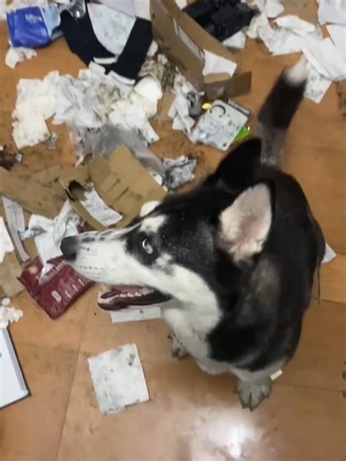 Cute and Funny Husky Pets Moments