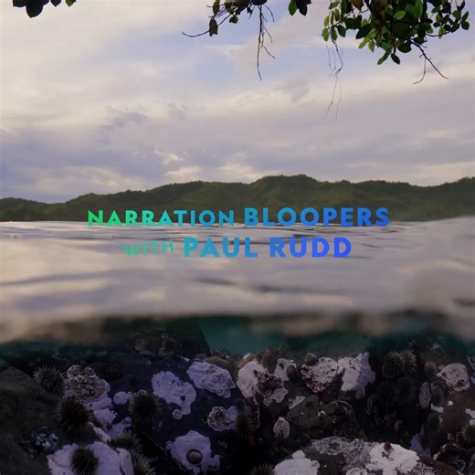 445K views · 10K reactions | Who said octopuses aren’t funny? Certainly not Paul Rudd  Watch #SecretsOfTheOctopus, from James Cameron and narrated by Paul Rudd, streaming on Disney+ | National Geographic Australia | Facebook