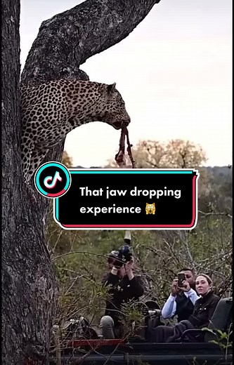 Incredible Leopard Safari Experience in the Wild