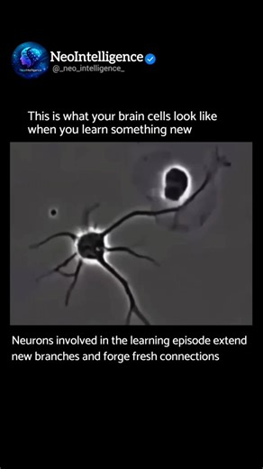 Neo Intelligence on Instagram: "What Brain Cells Look Like When You Learn Something New | Brain Cells | Neurons | Brain Science | Brain Facts Learning is more than a mental exercise, it's biological transformation. When you absorb new information, your brain's neurons, the specialised cells responsible for communication, begin to change. They extend new branches and forge fresh connections, building stronger pathways that enhance memory, understanding, and cognitive flexibility. Neurons communic