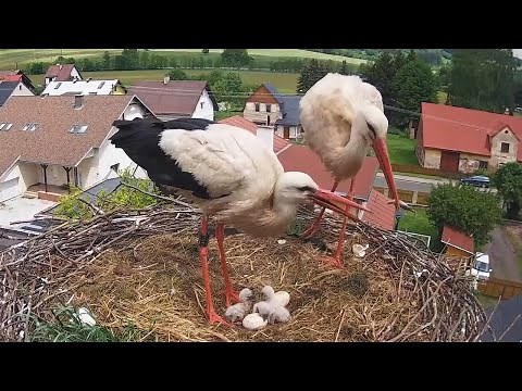 Čápi Mladé Buky | Bukáčku! To jídlo je pro děti. | Bukacek! This food is for children.