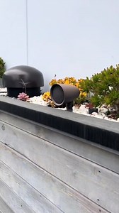 Te traigo algunas ideas del audio que puedes meter en patios con jardin, alberca, etc. #sonance #fortuneacoustics | Fortune Acoustics