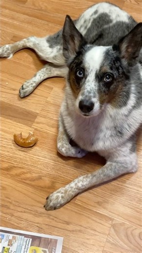 POV: JuneBug is the bestest dog ever #junebugthetexasheeler #fypシ #pov #blessed #gooddog #lol #funny