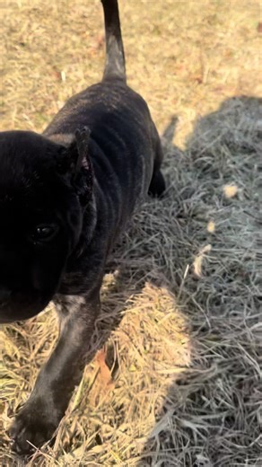 A Day in the Life with Indra: Meet My Presa Canario Puppy