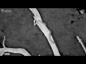 African Rock Python on Jabulani's Africam 🐍