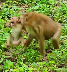 Luna and Lucie Injure Baby Monkey ➡️ Click Here : https://animalhomepet.com/archives/671 | Entertainment