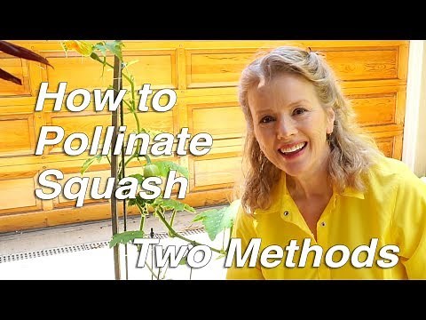 How to Pollinate Squash, Two Methods | Garden Vlog