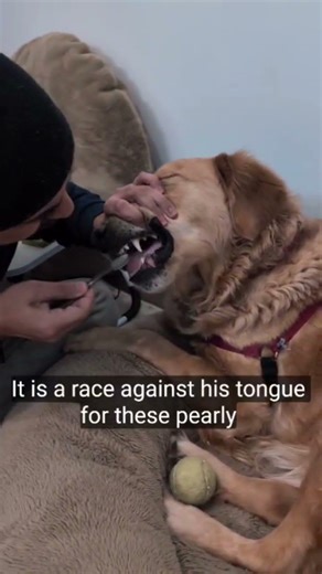 Puppy Lets Dad Brush His Teeth 😳🦷🐶 | Too Calm To Be Real!