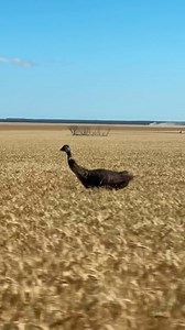 Emu vs car: road races are a little different down under 🏁 Video by @jhcarmody | Australia in the United States