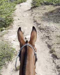 Mule riding in the Bighorn mountains | Cross Country Equine