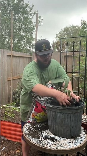 Growing A Mango Tree From Seed