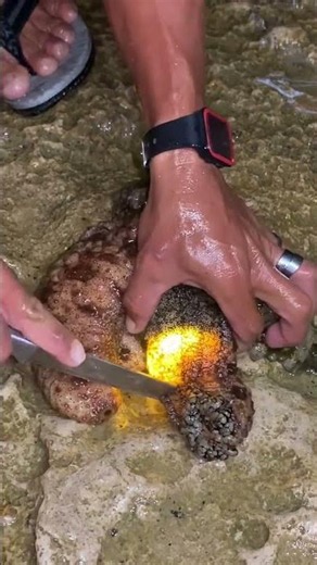Amazing Sea Creature Found Under the Rocks! 😱🌊