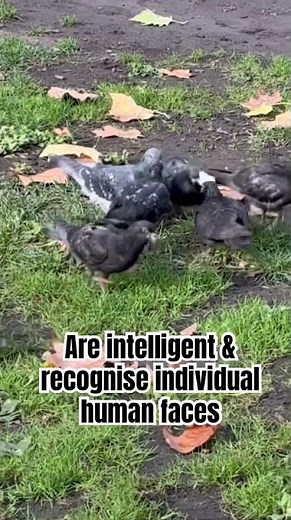 Amazing #London City #pigeons at Cavendish Square #birds