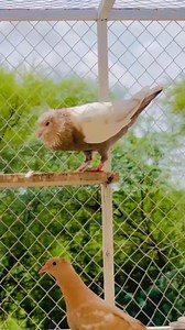 #kabootar #birds #pigeon TOP Fans Top Fans Top FANs | Pigeons