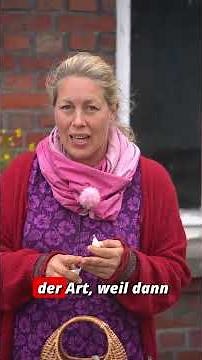 Plant your own garlic now #garlic #vegetablegarden