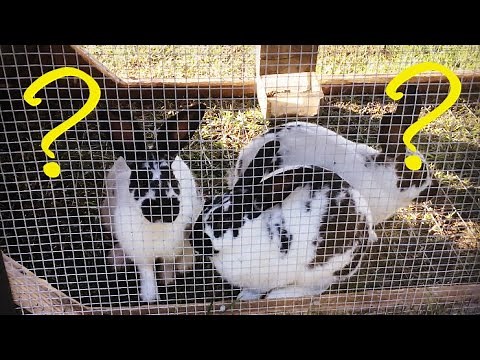 Why We Raise Meat Rabbits! Are They Profitable?
