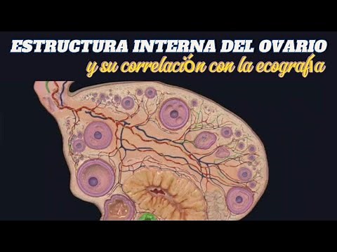 ESTRUCTURA INTERNA DEL OVARIO Y SU CORRELACION CON ECOGRAFIA