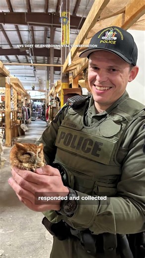 Owl found sleeping next to bird-shaped cookie jar at New York antique store