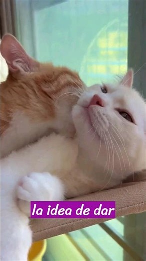 Razones para tener dos gatos o más en lugar de uno