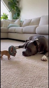 Sleeping Dog vs Monster Mask 😱 | Funniest Pet Prank Reaction 🐶 #FunnyDogs #PetPrank #DogReaction #ViralPetVideo #dogcomedy | Priya Singh