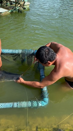 Not a monster but a colorful addition to our main lake today here at . #banklife #carpe #fishngtrip #picoftheday #carpfishing #travel #thatscarpy #instatravel #fisherman #urbanfishing #angling #carp #bigfish #fishing #catchandrelease #igtravel #photographer #natureshot #exoticfishingthailand #exoticfishing #fishingtrip #coarsefishing #fishingtackle #karpenangeln #arapaima #siamesecarp #carpangling #fishinglife #FishingThailand https://linktr.ee/exoticfishingthailand - [ ] https://exoticfishingth