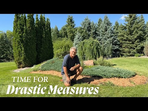 Pruning Back A Ground Cover Juniper Invading The Grass