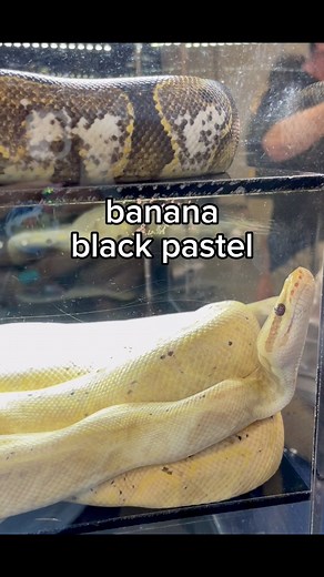 15 reactions · 21 comments | #banana #black #pastel #ballpython...